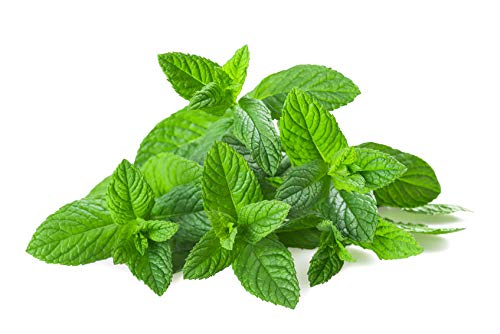 US Organic 100% Pure Spearmint Essential Oil - USDA Certified Organic, Steam Distilled - W/Euro droppers (More Size Variations Available) (15 ml / .5 fl oz)