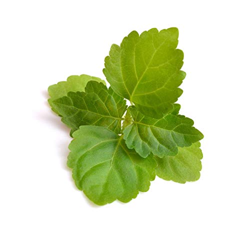 US Organic 100% Pure Patchouli Essential Oil - USDA Certified Organic, Steam Distilled - W/Euro droppers (More Size Variations Available) (15 ml / .5 fl oz)