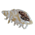 Spiral Conch Claw Clip,Acetate Hair Clips,Small Claw Clips for Women,Brown