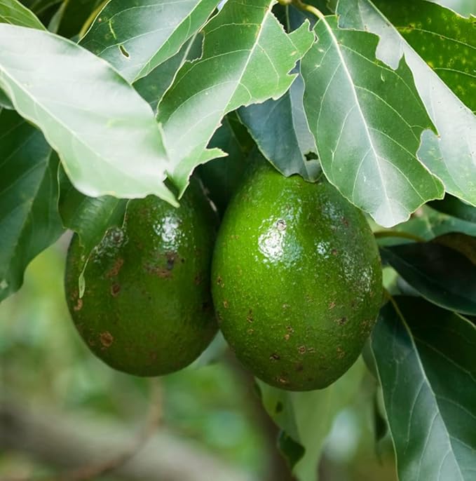 Avocado Oil - Direct from EIR Oils Farm in Spain - 100% Pure Carrier Oil for Hair, Face, and Skin - Hand-Picked, Cold-Pressed Carrier Oil - (16oz)