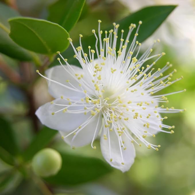 Aromatics International Premium Organic Myrtle Red Essential Oil 5ml | 100% Pure Essential Oil for Diffusion & Aromatherapy