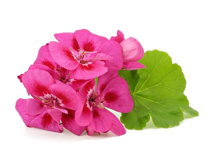 US Organic 100% Pure Geranium Essential Oil - USDA Certified Organic, Steam Distilled - W/Euro droppers (More Size Variations Available) (30 ml / 1 fl oz)