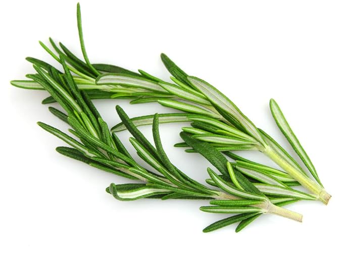 US Organic 100% Pure Rosemary Essential Oil, USDA Certified Organic 100% Pure, Steam Distilled, for Hair Growth, Scalp, Face, Skin, and Aromatherapy (Size Variations Available) (15 ml)