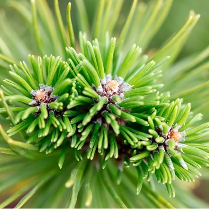 Aromatics International Premium Organic Siberian Fir Essential Oil 18ml | 100% Pure Essential Oil for Diffusion & Aromatherapy