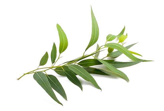 US Organic 100% Pure Eucalyptus Essential Oil (Globulus) - USDA Certified Organic, Steam Distilled - W/Euro droppers (More Size Variations Available) (30 ml / 1 fl oz)
